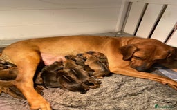 Rhodesian Ridgeback dogs for sale: Gorgeous Rhodesian Ridgeback Puppies  - Image 7