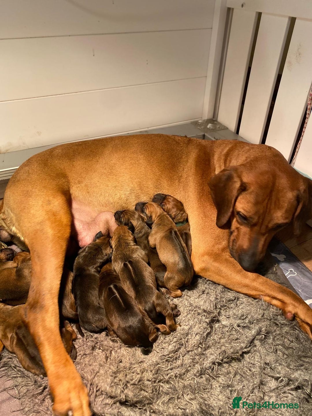 Rhodesian Ridgeback dogs for sale: Gorgeous Rhodesian Ridgeback Puppies  - Image 7