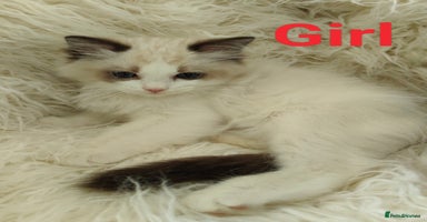 Ragdoll cats - Advert 10