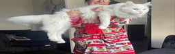 Maine Coon cats for stud: XXL Rare solid white Maine coon stud. in Wigan - Advert 1