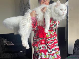 Maine Coon cats XXL Rare solid white Maine coon stud. in Wigan - Advert 1