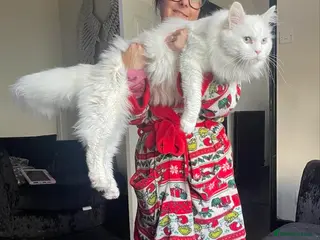 Maine Coon cats XXL Rare solid white Maine coon stud. in Wigan - Advert 4