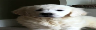 Golden Retriever 2
