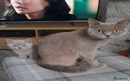 British Shorthair cats for sale: Adorable British short-hair kittens - Image 8