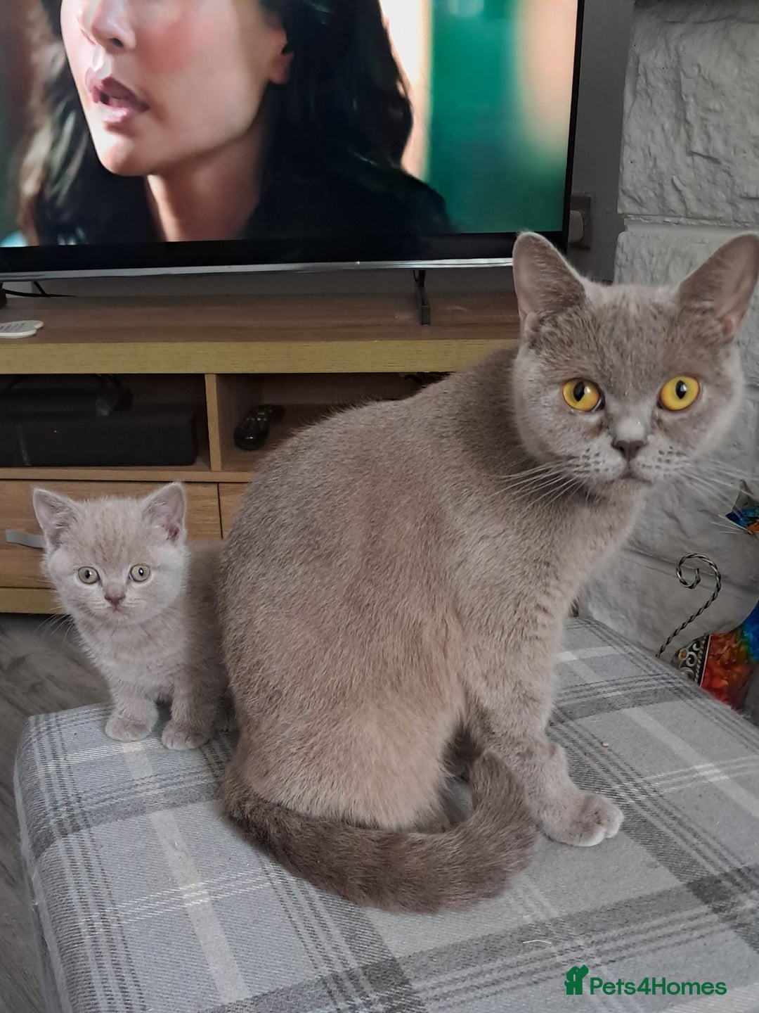 British Shorthair cats for sale: Adorable British short-hair kittens - Image 8