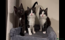 British Longhair cats for sale: 3 Gorgeous Fluffy Cuddly Babies! - Image 10