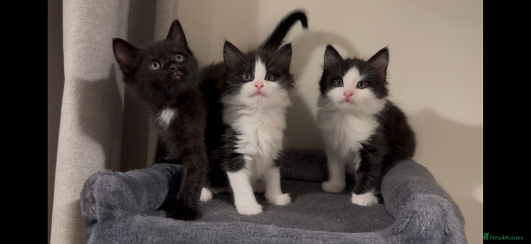 British Longhair cats for sale: 3 Gorgeous Fluffy Cuddly Babies! - Image 10