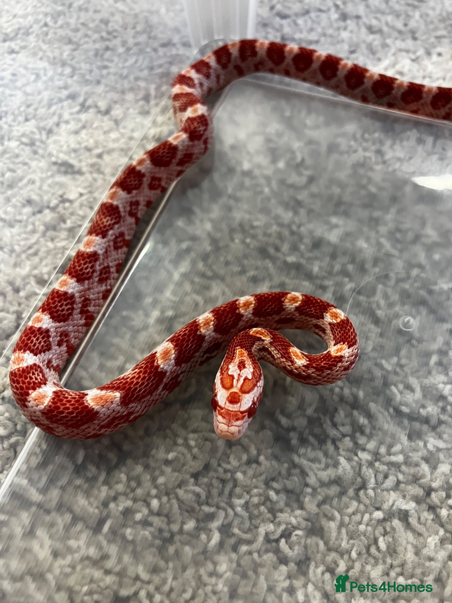 Corn Snake reptiles Baby Corn Snakes 🐍  - Advert 2