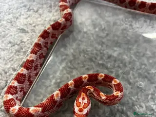 Corn Snake reptiles Baby Corn Snakes 🐍 - Advert 2
