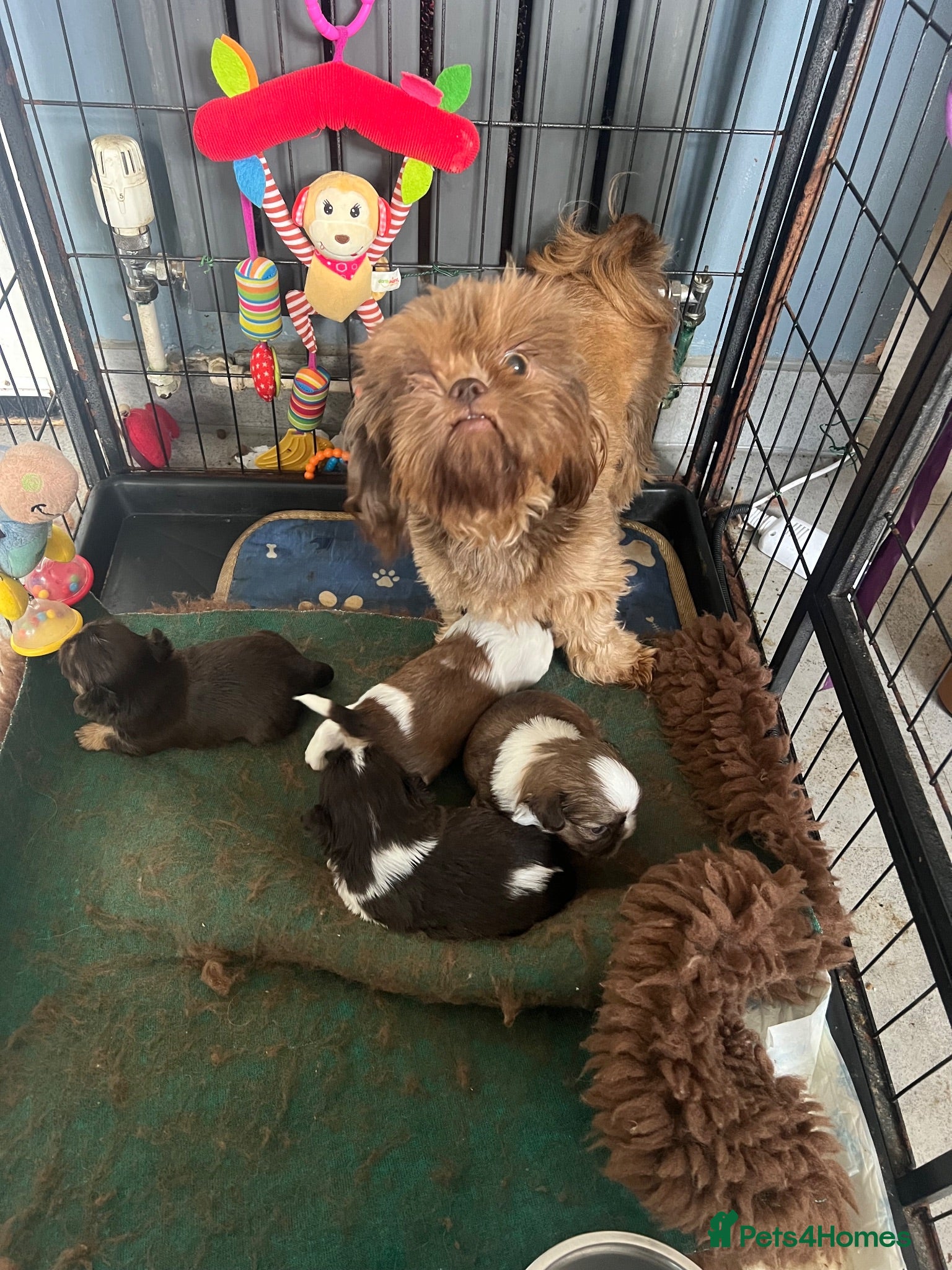 Shih Tzu dogs Stunning small imperial boys - Advert 4