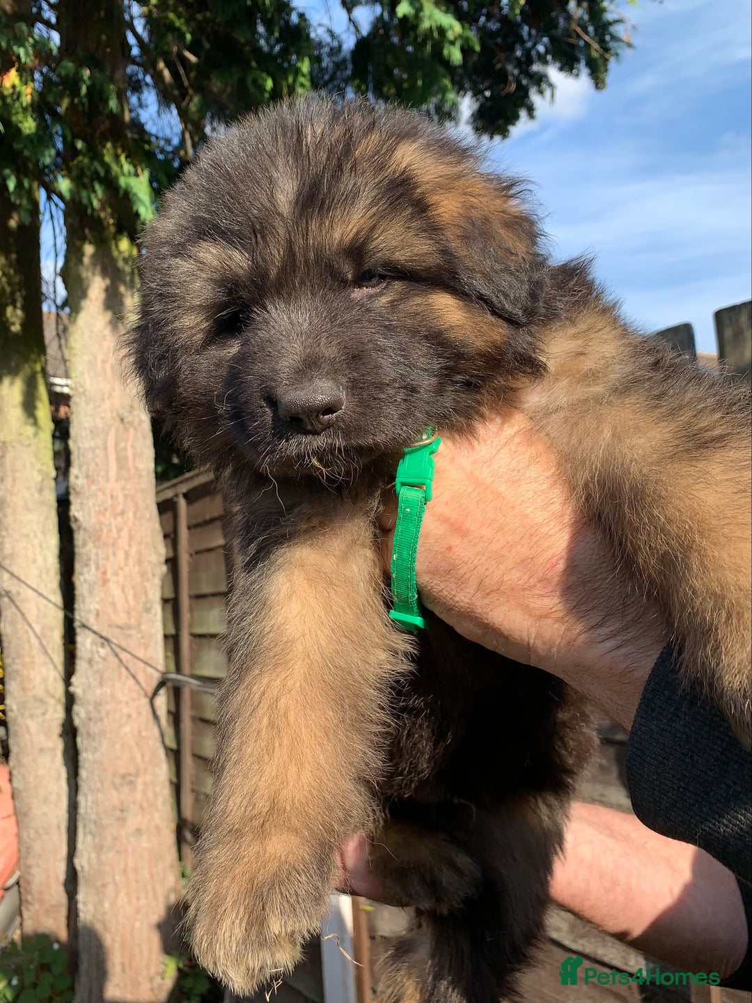 German Shepherd dogs for sale: Long Haired GSD Puppies. Only 1 boys LEFT!  - Image 28