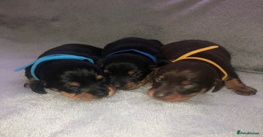 Miniature Dachshund dogs Miniature dachshund  - Advert 5