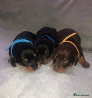Miniature Dachshund dogs Miniature dachshund - Advert 1