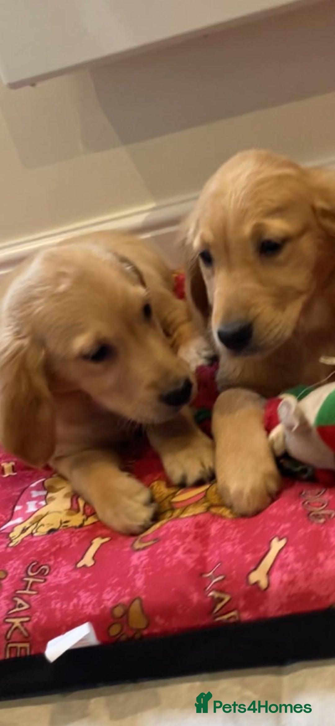 Golden Retriever dogs for sale: Golden retriever puppies  - Advert 10