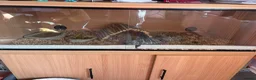 Hermann Tortoise reptiles for sale: Two female Hermann tortoises  in Lutterworth - Advert 1