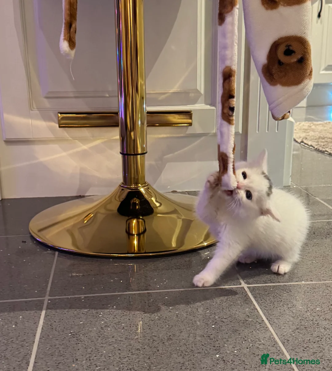 Mixed Breed cats for sale: Gorgeous blue and green eyed white kitten - Advert 4