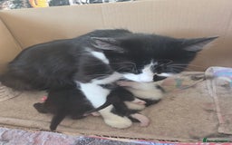 British Longhair cats for sale: 6 long haired kittens - Image 7