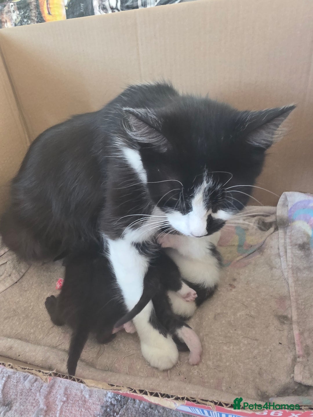 British Longhair cats for sale: 6 long haired kittens - Image 7