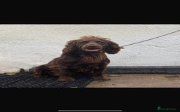 Cocker Spaniel dogs for sale: Working Cocker Spaniel Puppies - Advert 13