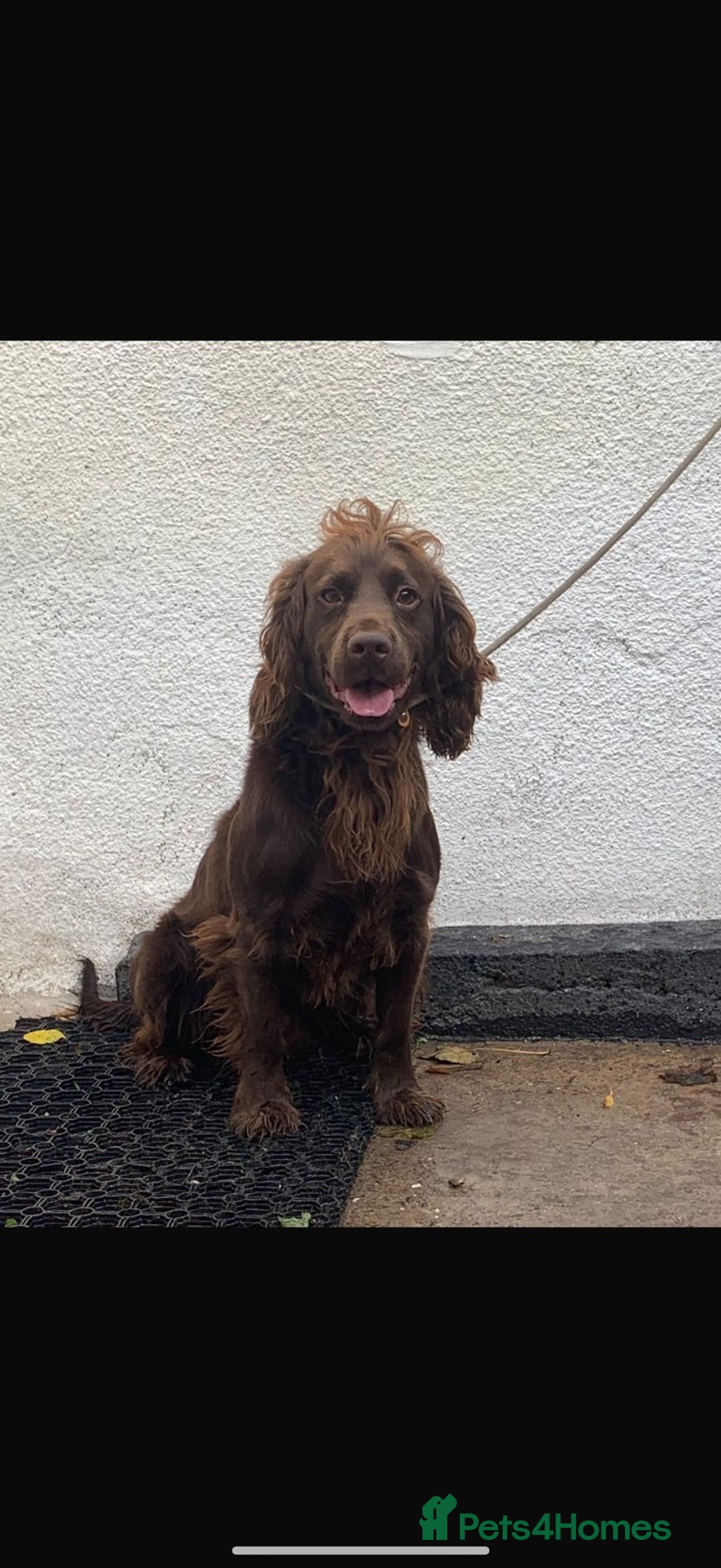 Cocker Spaniel dogs for sale: Working Cocker Spaniel Puppies - Advert 13