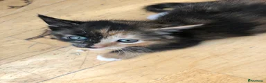 Mixed Breed Kitten 4