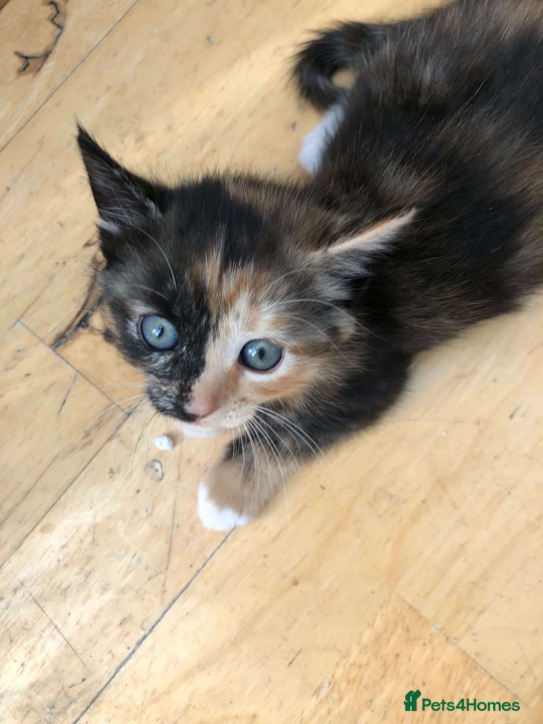 Mixed Breed cats for sale: Adorable Kittens Ready for their Forever Homes - Advert 2