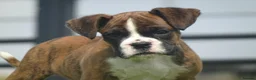 Boxer dogs for sale: Beautiful boxer puppy  - Advert 9