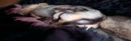 Sugar Glider rodents for sale: 2 male sugar gliders selling with all equipment  - Advert 3