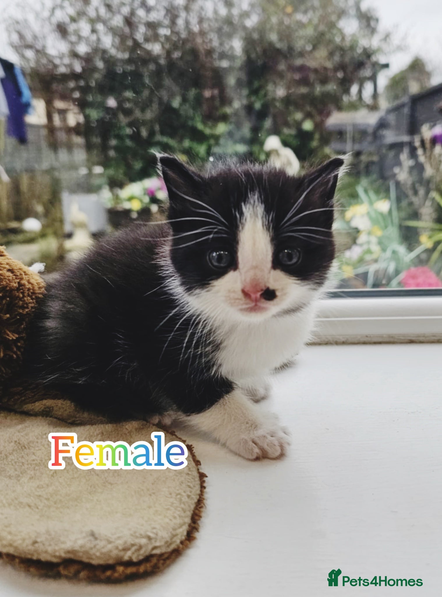 Mixed Breed cats Only 3 kittens available  - Advert 2