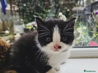 Mixed Breed cats Only 3 kittens available - Advert 2