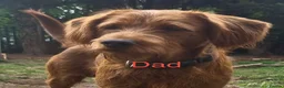 Labradoodle dogs for sale: Labradoodle Fox Red❤️❤️❤️ - Advert 20