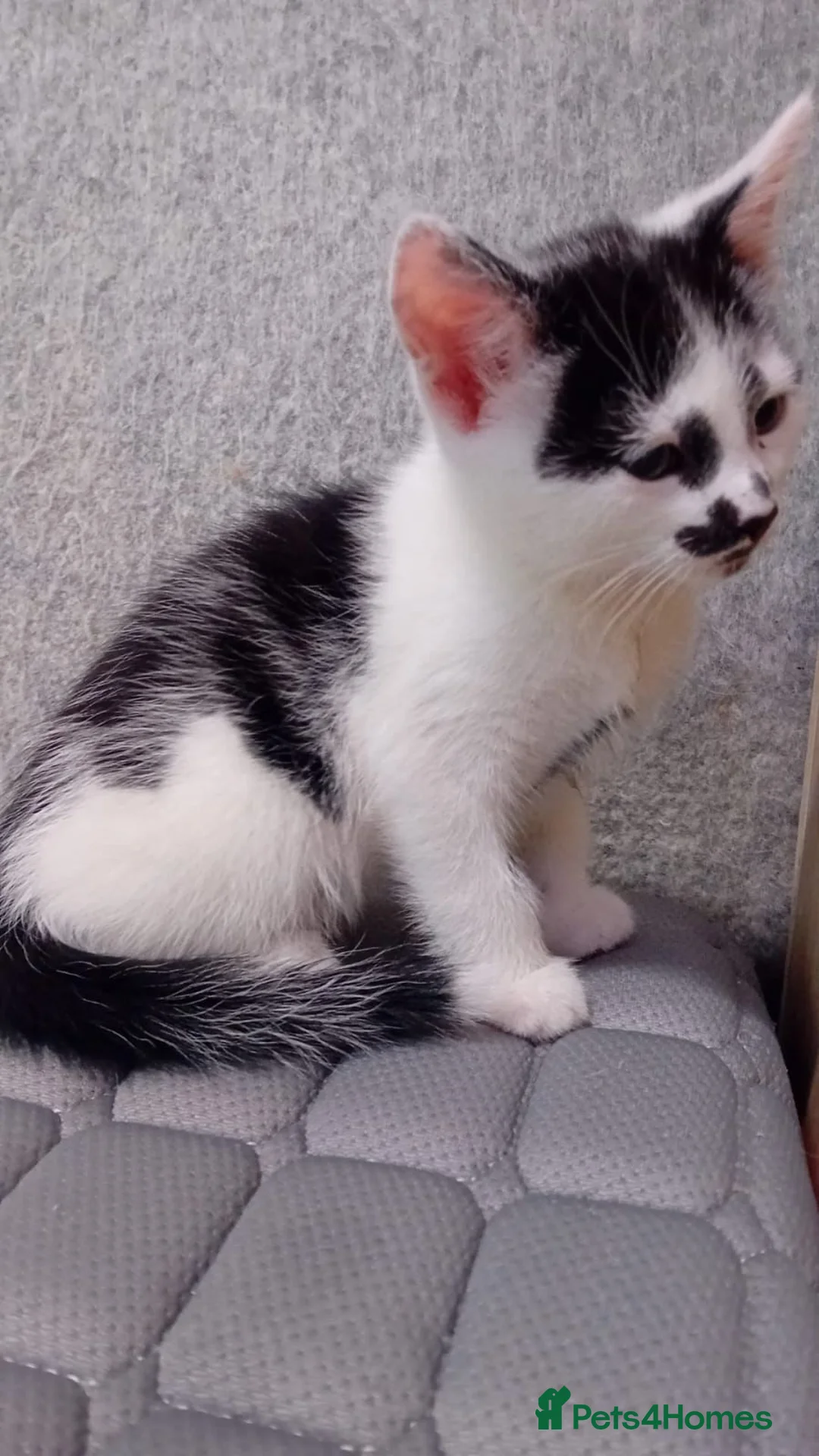 Mixed Breed cats for sale: Friendly kitten - Advert 11