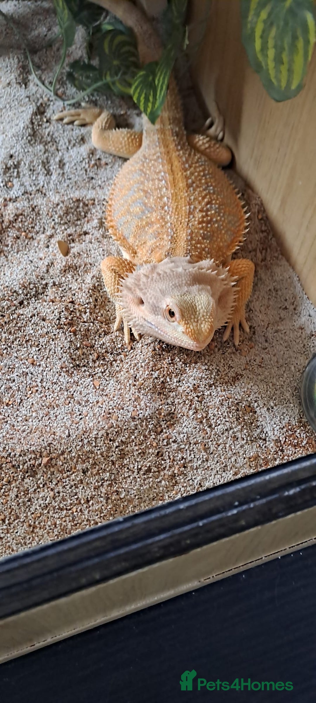 Bearded Dragon reptiles for sale: bearded dragon  - Image 4