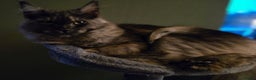 Maine Coon cats for sale: GCCF Maine Coon kittens 1 black F 1 black smoke M - Advert 11