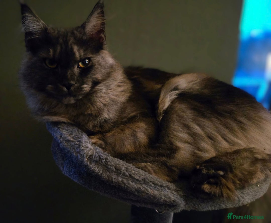 Maine Coon cats for sale: GCCF Maine Coon kittens  - Advert 10