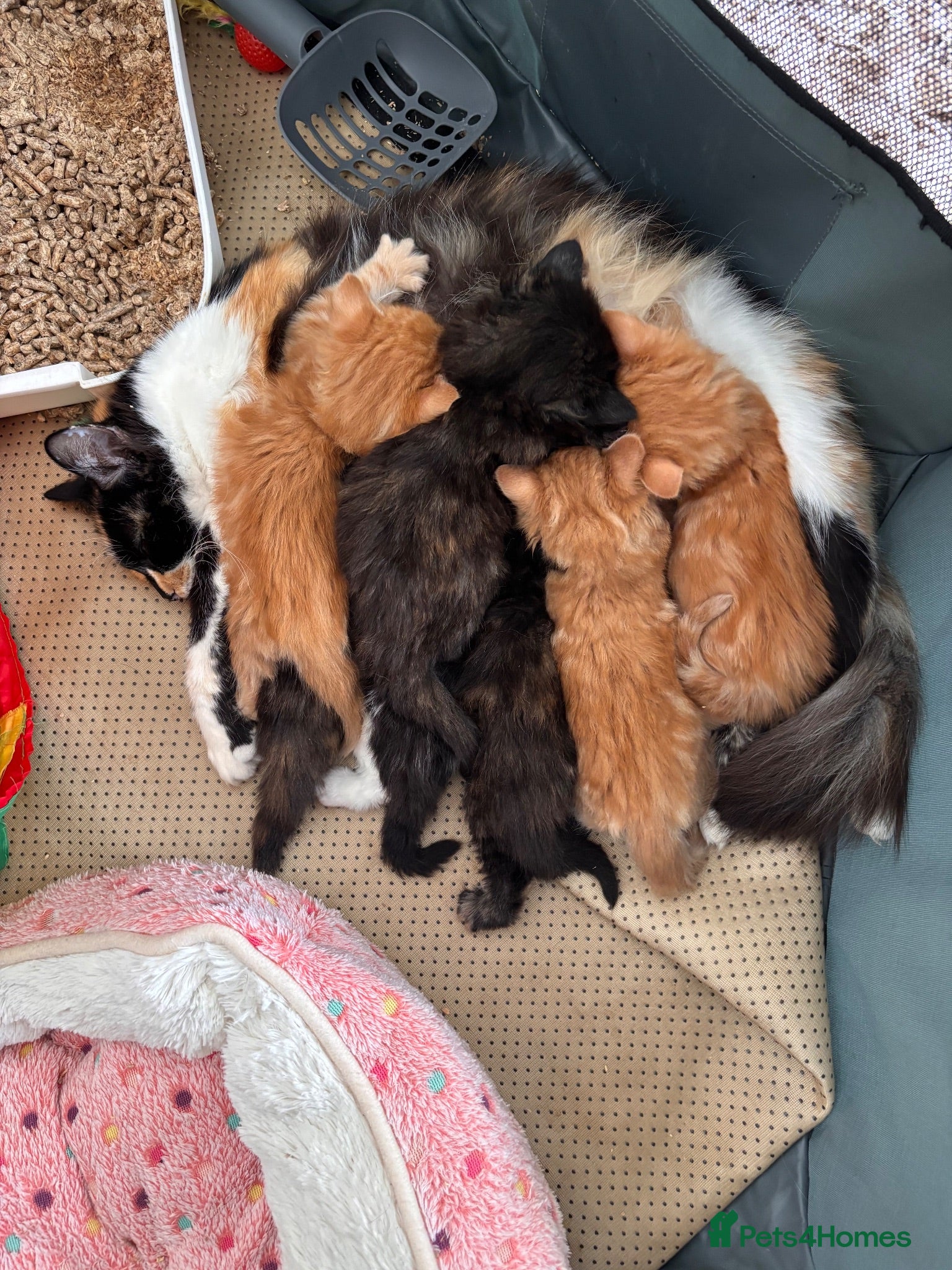Mixed Breed cats Beautiful kittens - Advert 1