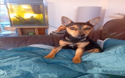 Jack Russell dogs for sale: Home needed - Image 2