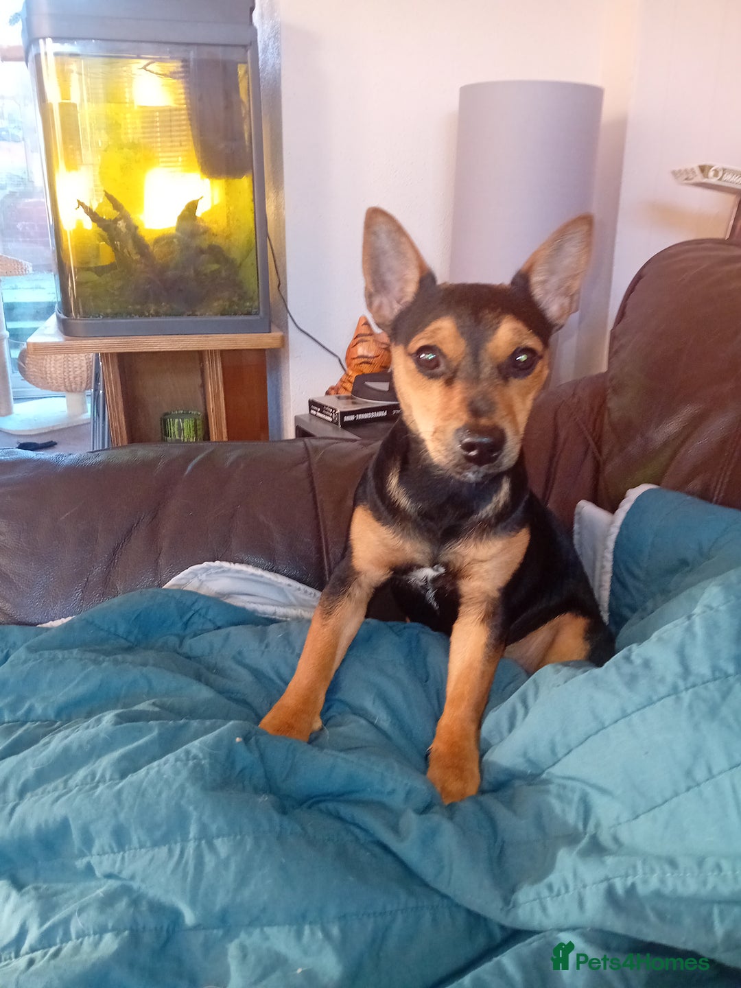 Jack Russell dogs for sale: Home needed - Image 2