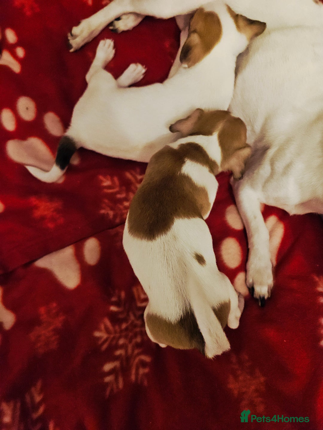 Jack Russell dogs for sale: LOVELY JACK RUSSELL PUPPIES FOR SALE. - Advert 23