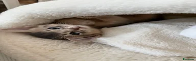 Bru