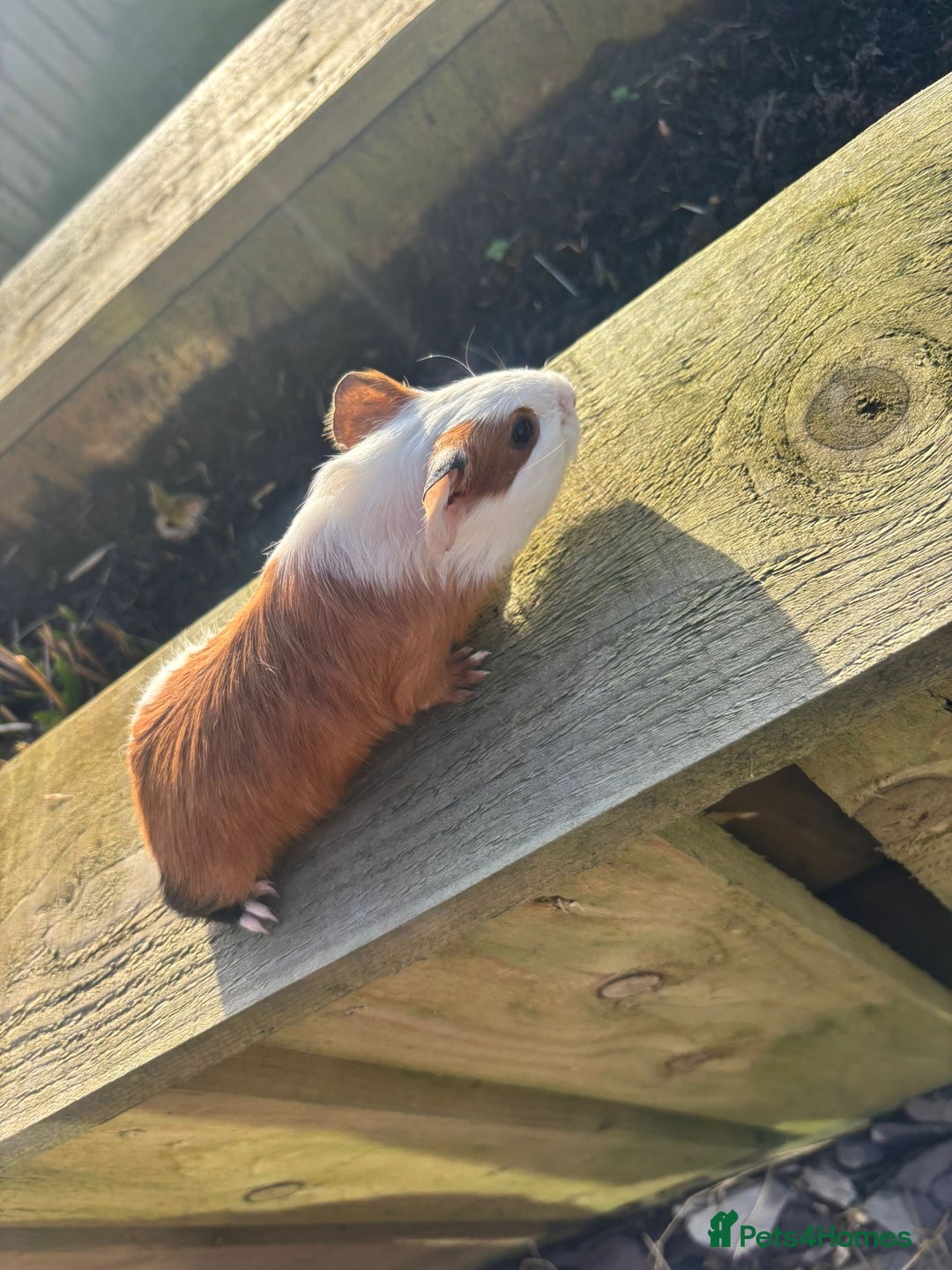Guinea Pig rodents for sale: Four friendly guinea pig babies!  - Advert 4