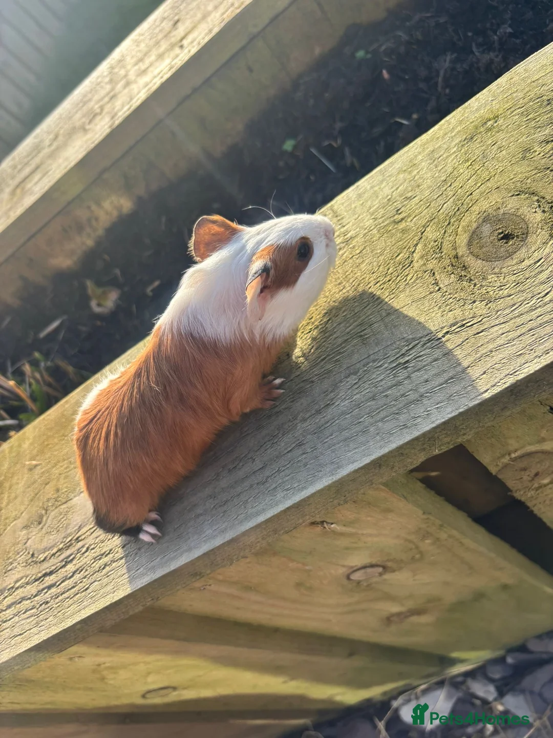 Guinea Pig rodents for sale: Two male baby guinea pigs, super friendly!  - Advert 6