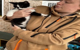 Mixed Breed cats for sale: Kittens 2 males 1 female for sale  - Image 8