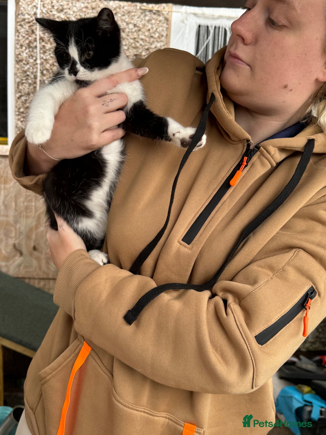 Mixed Breed cats for sale: Kittens 2 males 1 female for sale  - Image 8