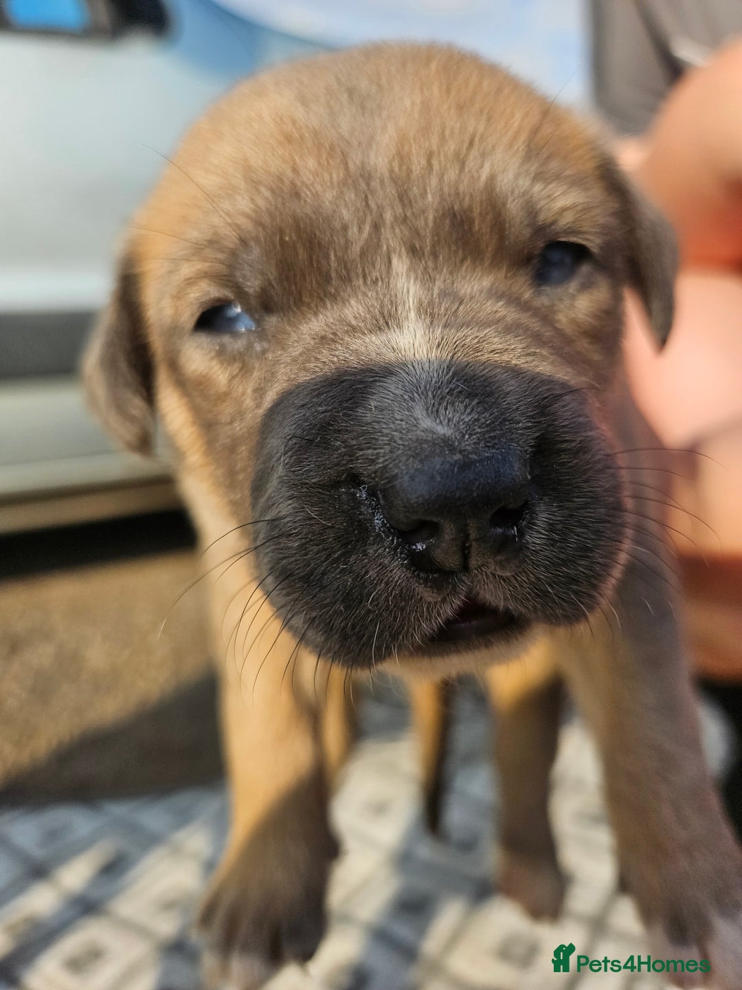 Mixed Breed dogs for sale: Belgian malinois/ border collie  - Image 12