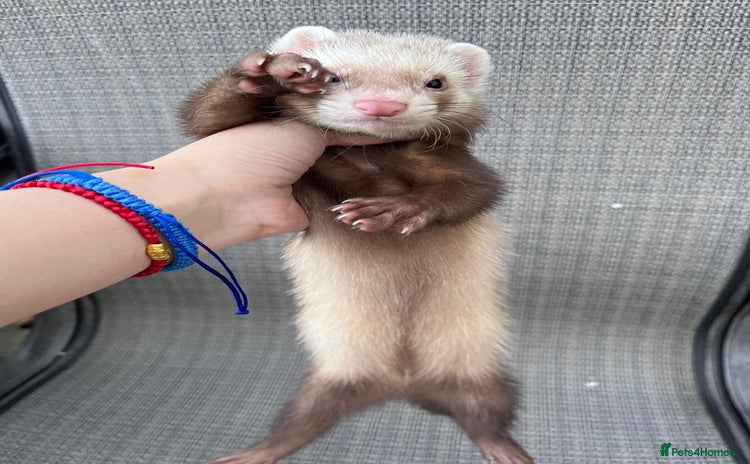 Ferret rodents - Advert 1