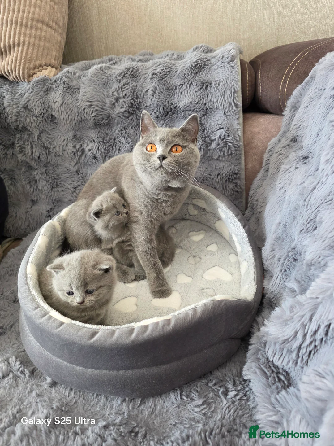 British Shorthair cats for sale: Two blue girls available - Advert 1