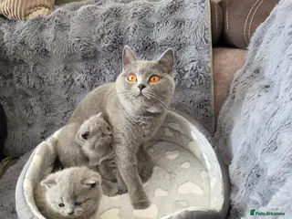 British Shorthair cats Two blue girls available - Advert 1
