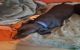 Miniature Dachshund dogs for sale: 2 mini daschunds Brother & Sister - Image 7