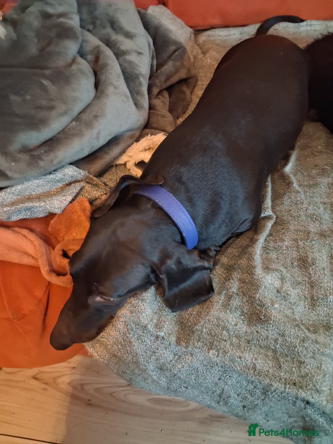 Miniature Dachshund dogs for sale: 2 mini daschunds Brother & Sister - Image 7